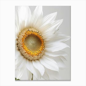 Sunflower 5 Canvas Print