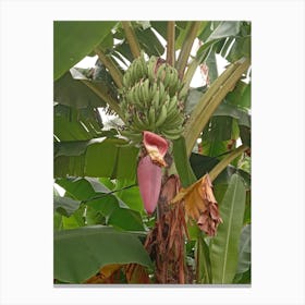 Banana Tree 1 Canvas Print