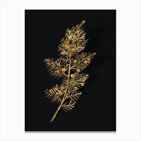 Vintage Phoenicean Juniper Botanical in Gold on Black n.0232 Canvas Print