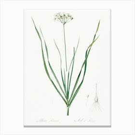 Allium Tartaricum, Pierre Joseph Redoute Canvas Print