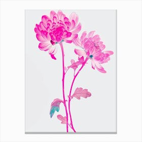 Hot Pink Chrysanthemum 1 Canvas Print