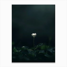 Single Flower In The Dark 82 Canvas Print