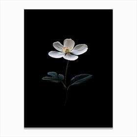 Anemone Canvas Print