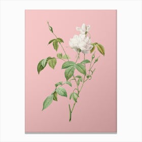 Vintage White Bengal Rose Botanical on Soft Pink n.0892 Canvas Print