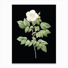 Vintage Leschenault's Rose Botanical Illustration on Solid Black n.0957 Canvas Print