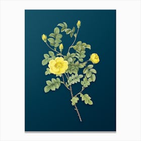 Vintage Yellow Sweetbriar Rose Botanical Art on Teal Blue n.0318 Canvas Print