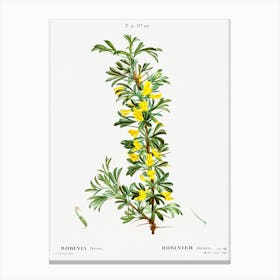 Robinia Caragana, Pierre Joseph Redoute Canvas Print