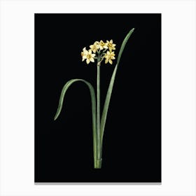 Vintage Cowslip Cupped Daffodil Botanical Illustration on Solid Black n.0767 Canvas Print