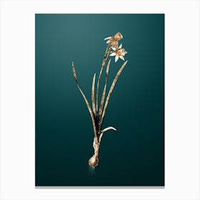 Gold Botanical Narcissus Calathinus on Dark Teal n.0451 Canvas Print