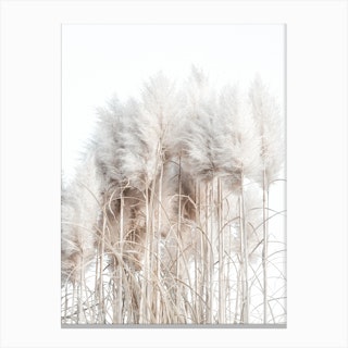 Pampas Grass I Canvas Print