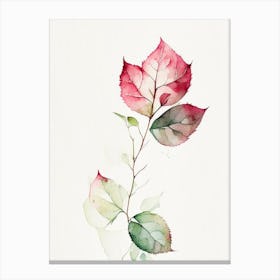 Wild Rose Leaf Minimalist Watercolour 2 Canvas Print