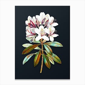 Vintage Common Rhododendron Botanical Watercolor Illustration on Dark Teal Blue n.0582 Canvas Print