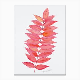 Rhus Typina Canvas Print