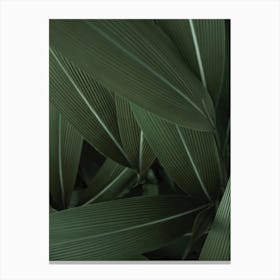 Minimal Plants Canvas Print