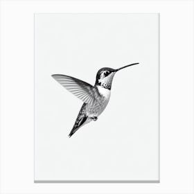 Hummingbird B&W Pencil Drawing 1 Bird Canvas Print