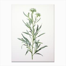 Tarragon Vintage Botanical Herbs 1 Canvas Print