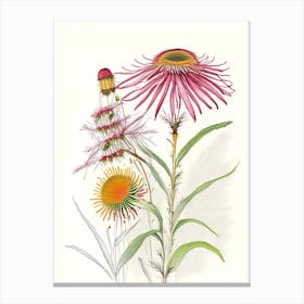 Echinacea Spices And Herbs Pencil Illustration 2 Canvas Print