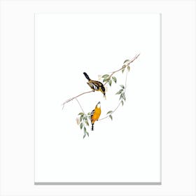 Vintage Yellow Breasted Flycatcher Bird Illustration on Pure White n.0243 Canvas Print