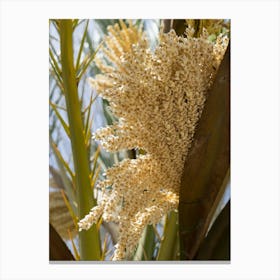Flowering date palm and sunlight Canvas Print