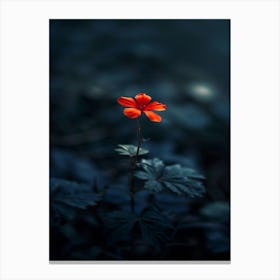 Single Flower In The Dark 75 Canvas Print