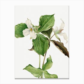 Vintage Botanical Mary Vaux Walcott _2732412 Canvas Print