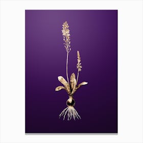 Gold Botanical Scilla Obtusifolia on Royal Purple n.0221 Canvas Print