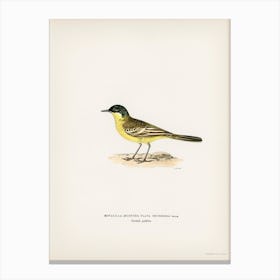 Grey Headed Wagtail, The Von Wright Brothers Canvas Print