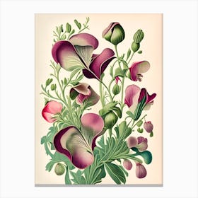 Sweet Pea 2 Floral Botanical Vintage Poster Flower Canvas Print