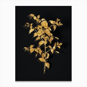 Vintage Tree Fuchsia Botanical in Gold on Black n.0168 Canvas Print