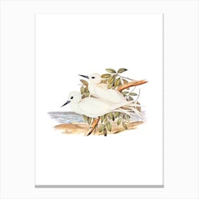 Vintage White Tern Bird Illustration on Pure White Canvas Print