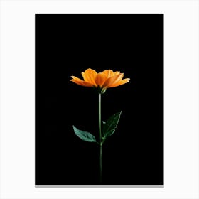 Single Orange Flower On Black Background 14 Canvas Print