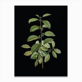 Vintage Alder Buckthorn Botanical Illustration on Solid Black n.0774 Canvas Print