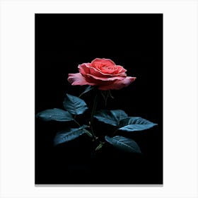 Rose On A Black Background 3 Canvas Print