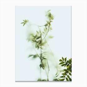Green Frosted Glass And Leaves Canvas Print