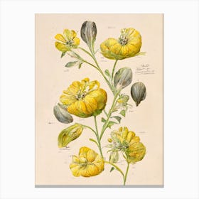 Yellow Vintage Flowers Farmhouse Botanical Canvas Print
