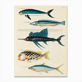 Colourful And Surreal Illustrations Of Fishes Found In Moluccas (Indonesia) And The East Indies, Louis Renard (73) Canvas Print