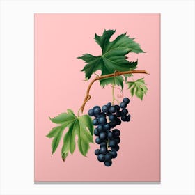 Vintage Brachetto Grape Botanical on Soft Pink n.0035 Canvas Print