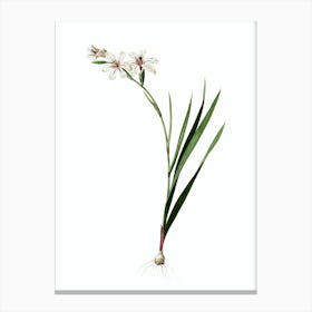 Vintage Gladiolus Botanical Illustration on Pure White n.0208 Canvas Print
