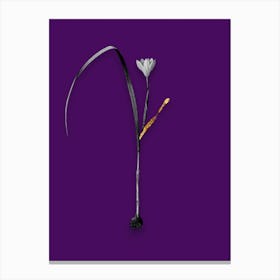Vintage Cape Tulip Black and White Gold Leaf Floral Art on Deep Violet n.0739 Canvas Print