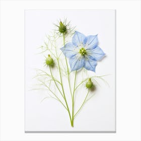 Pressed Flower Botanical Art Love In A Mist Nigella 4 Canvas Print