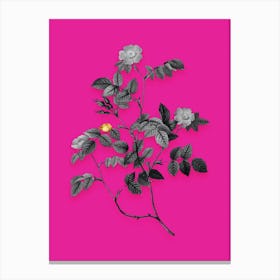 Vintage Sweetbriar Rose Black and White Gold Leaf Floral Art on Hot Pink n.1208 Canvas Print
