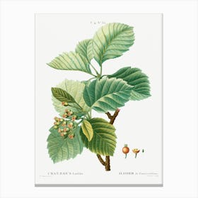 Broad Leaved Whitebeam, Pierre Joseph Redoute Canvas Print