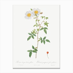 Rosa Sempervirens, Pierre Joseph Redoute Canvas Print