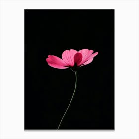 Single Pink Flower On A Black Background Canvas Print