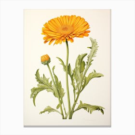 Calendula Pot Marigold Vintage Botanical Herbs 3 Canvas Print