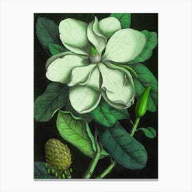 Magnolia 1 Canvas Print
