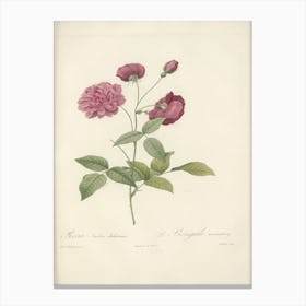 Rose Illustration, Pierre Joseph Redoute (44) Canvas Print