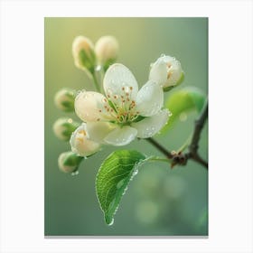 Apple Blossom Canvas Print