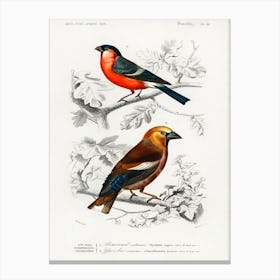 Different Types Of Birds, Charles Dessalines D'Orbigny 14 Canvas Print