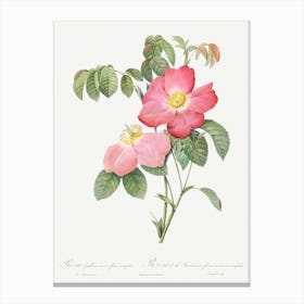 Pink French Rose, Pierre Joseph Redoute Canvas Print